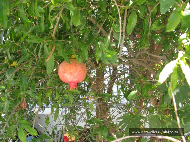 photo 801782