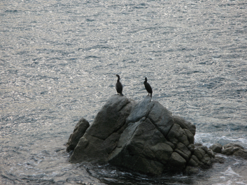 photo 995001