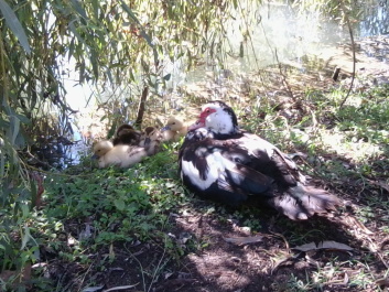 photo 1222094