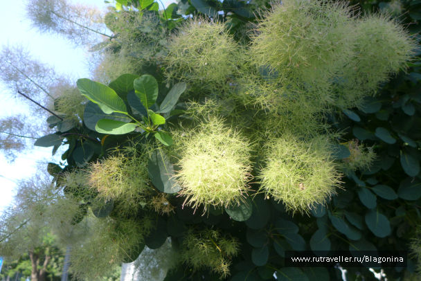 photo 1325173