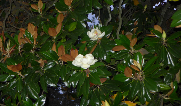 P1030438