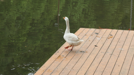 photo 2105074