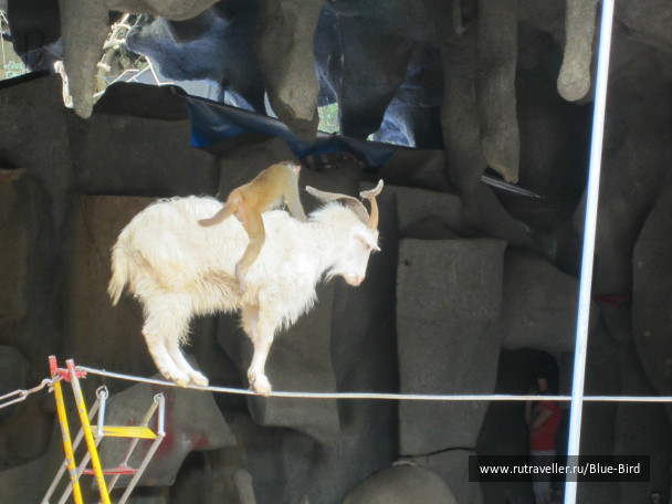 photo 240879