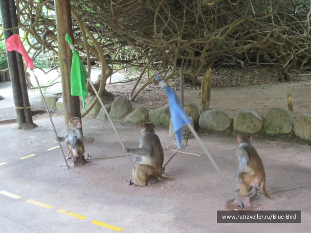 photo 240885