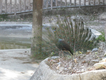 photo 283918