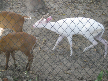 photo 283921