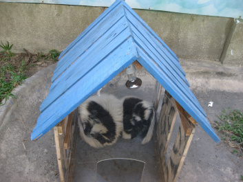 photo 283956
