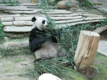 photo 283973