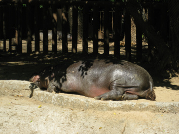 photo 283992