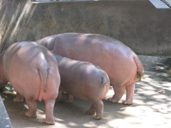 photo 283994