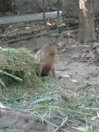 photo 283989