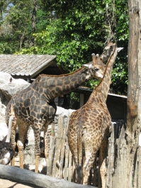 photo 283987