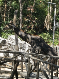 photo 283983