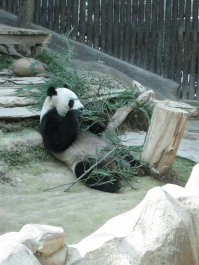 photo 283979