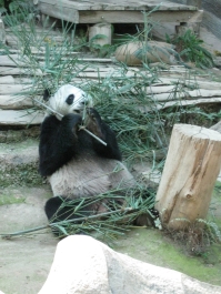 photo 283977