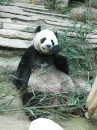 photo 283975