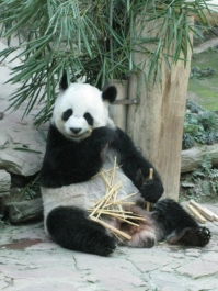 photo 283967