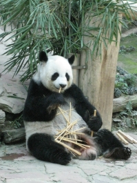 photo 283966