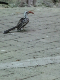 photo 283927