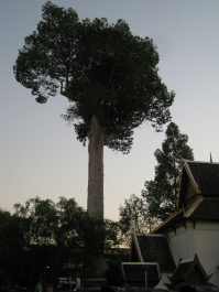 photo 284009