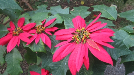photo 970225