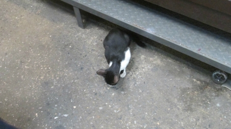 photo 978016