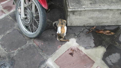 photo 978041