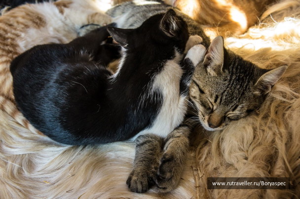 photo 253984