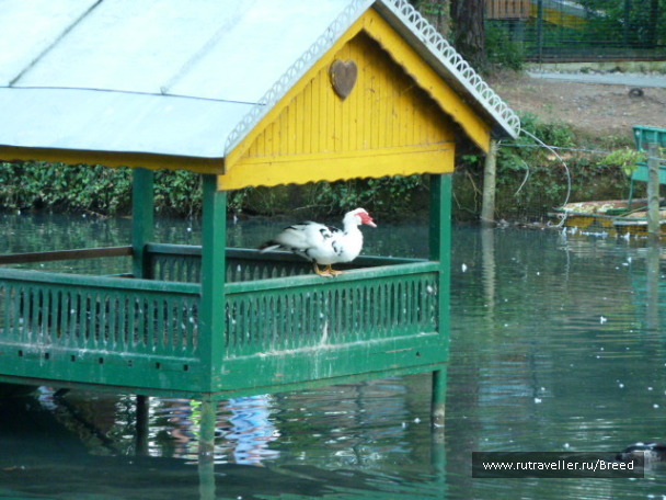 photo 1100766