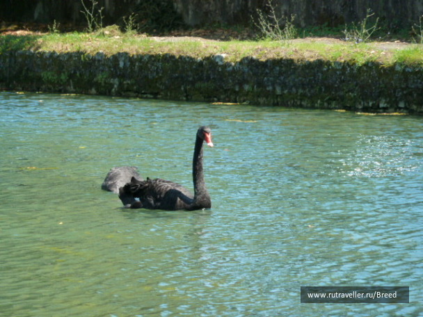 photo 1100782