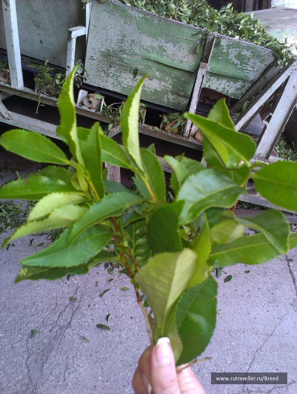 photo 1104393