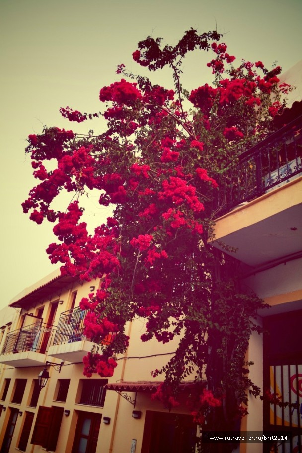 photo 794764