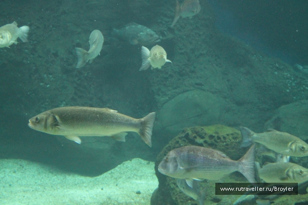 photo 821014