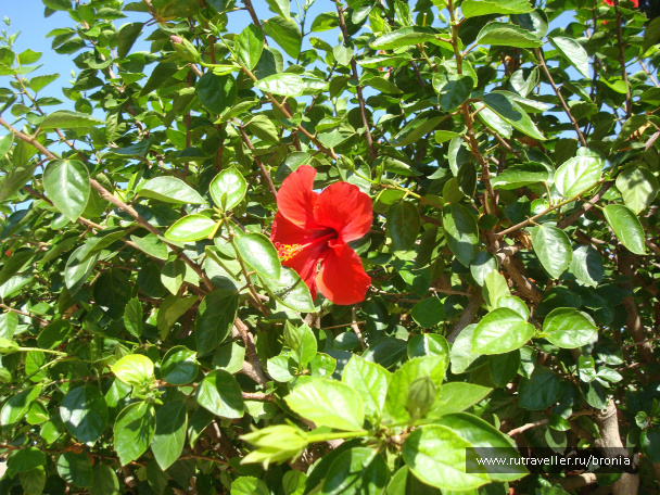 photo 72739
