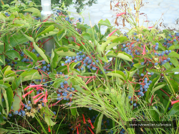 photo 72763