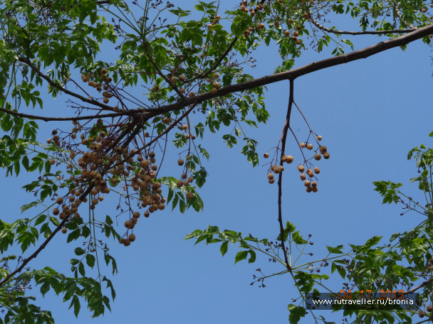 photo 381673