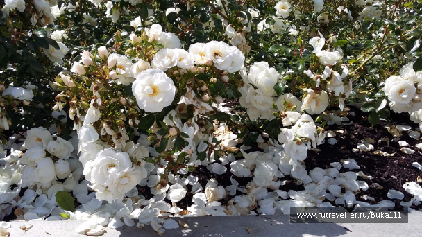 photo 1337792