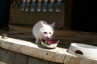photo 151453