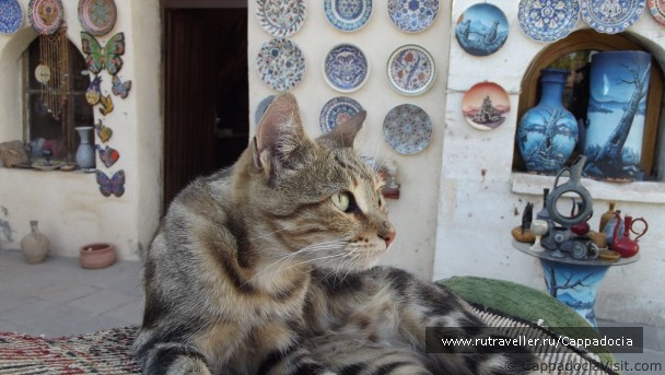 photo 169460