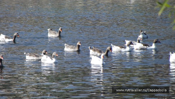 photo 169463