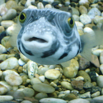 КРАСНОЕ МОРЕ