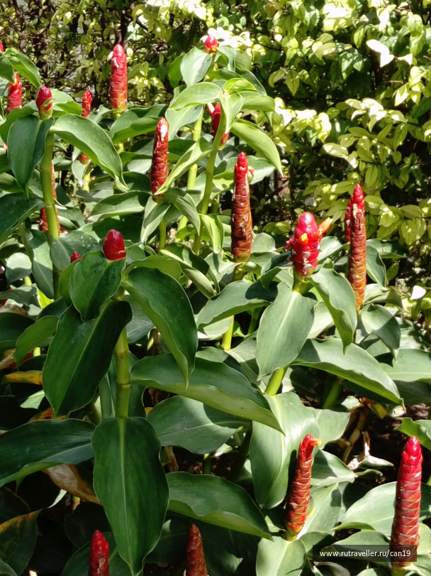 photo 1440457