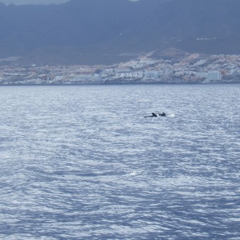 дельфины Тенерифе