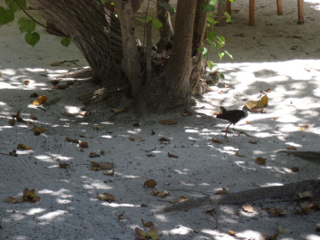 photo 95974
