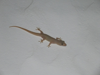 photo 95986