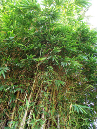 photo 25915