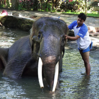 Катание на слонах Бали