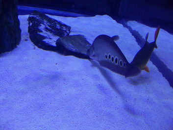 photo 518279