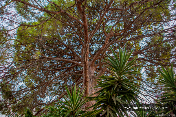 photo 529170