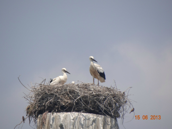 photo 627099